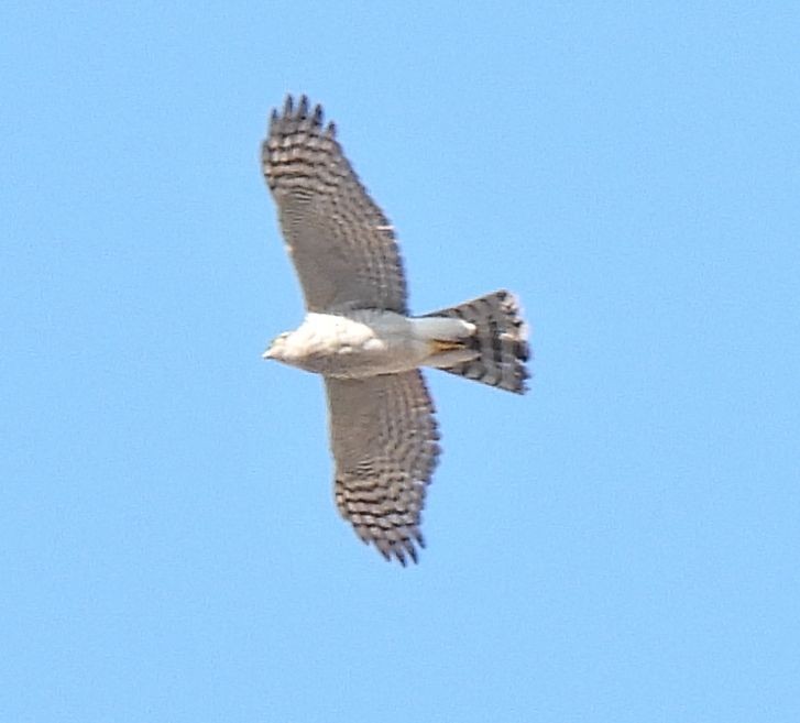Eurasian Sparrowhawk - ML647555530