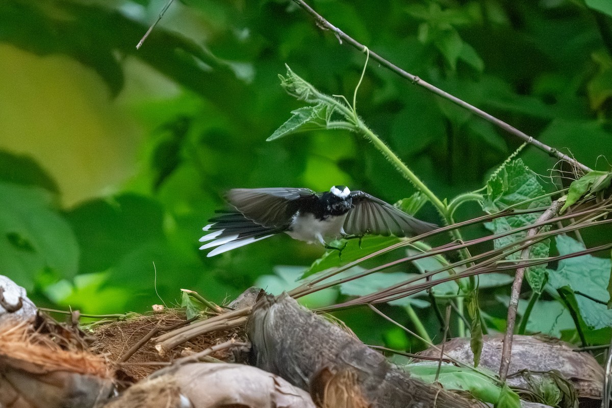White-browed Fantail - ML647555531