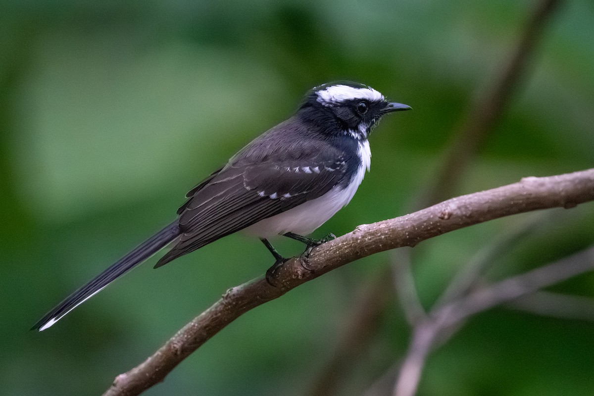 White-browed Fantail - ML647555534
