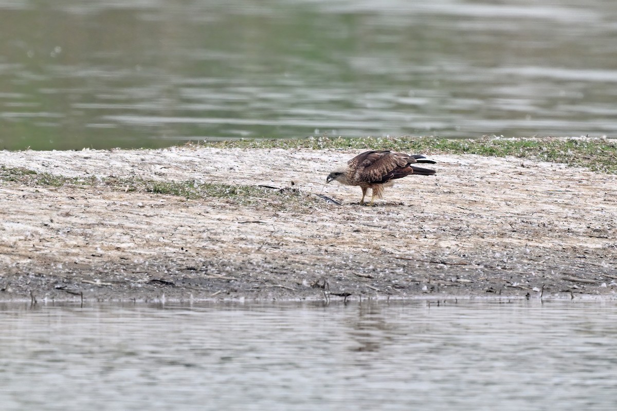 Brahminy Kite - ML647555536
