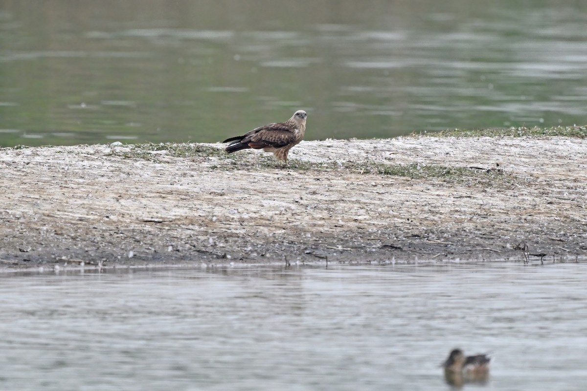 Brahminy Kite - ML647555537