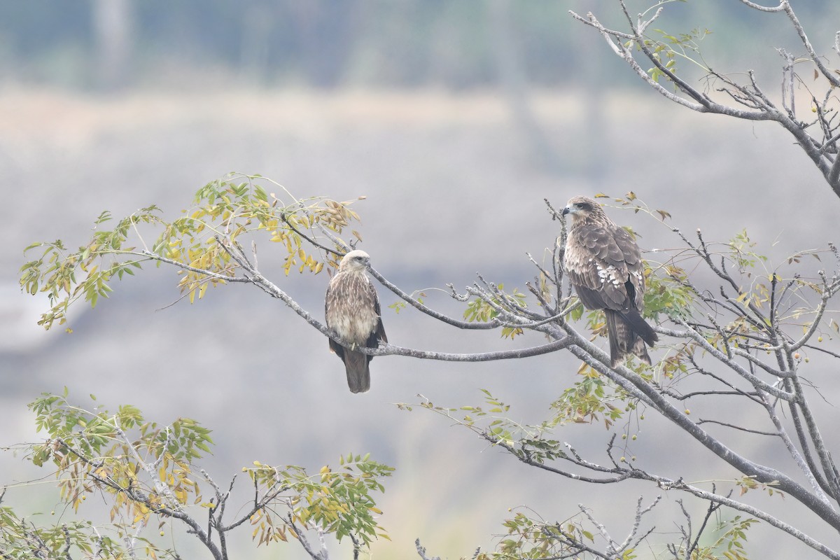 Brahminy Kite - ML647555539
