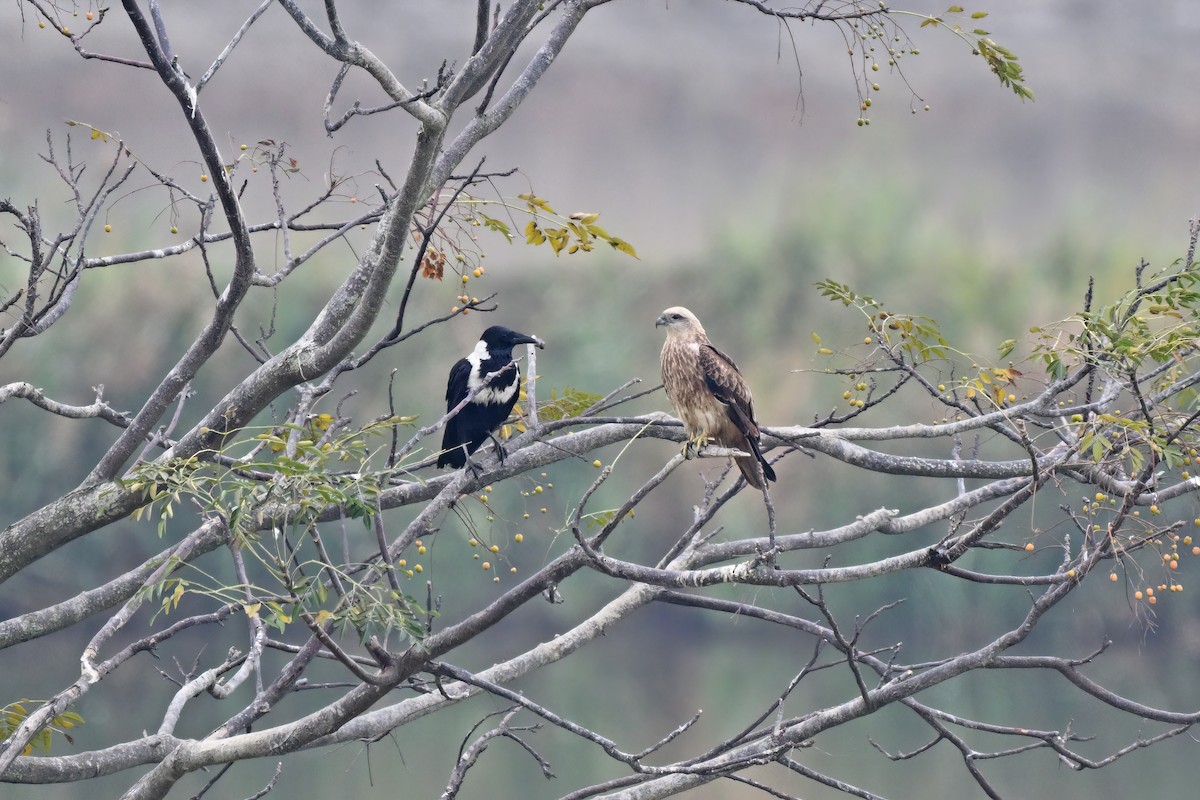 Brahminy Kite - ML647555540