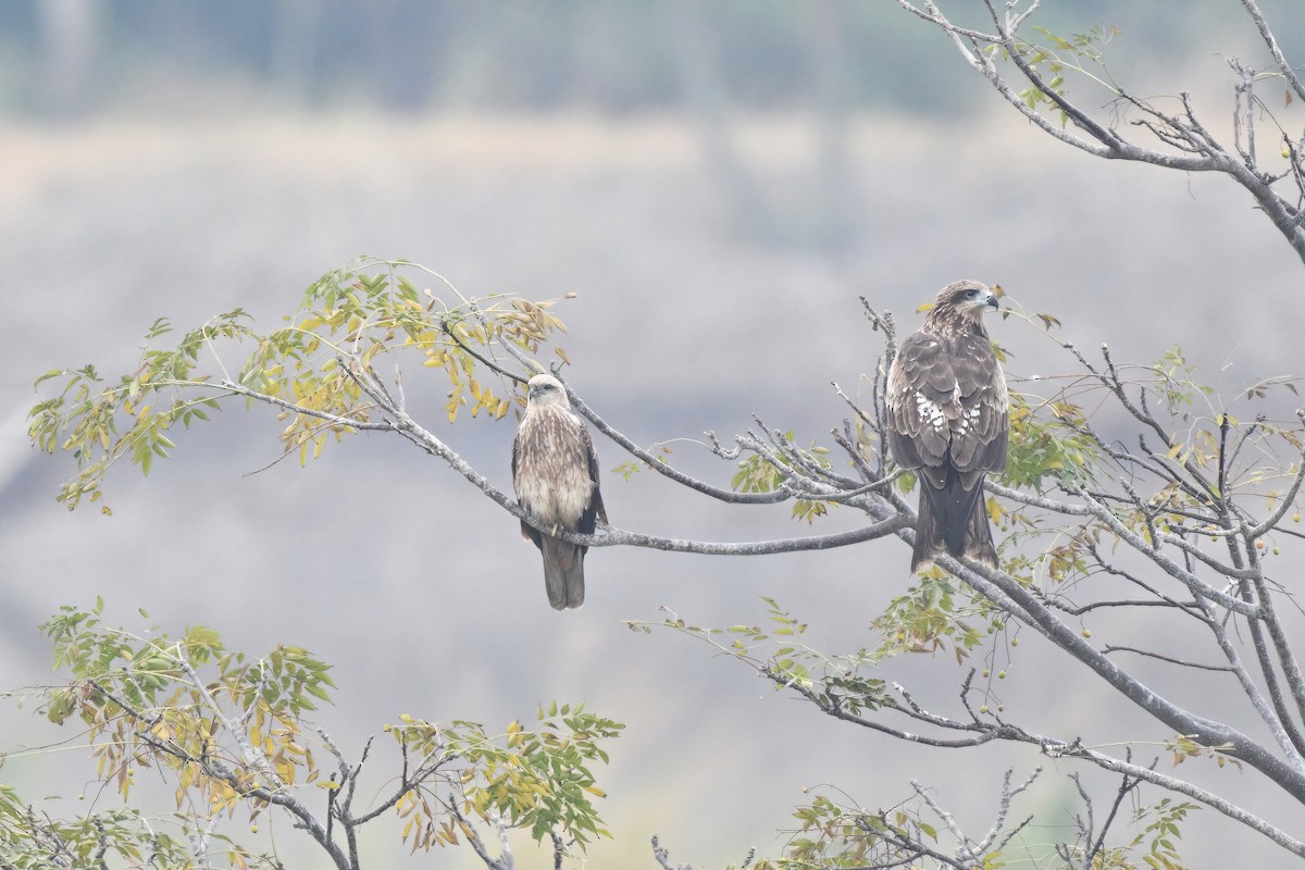 Brahminy Kite - ML647555541