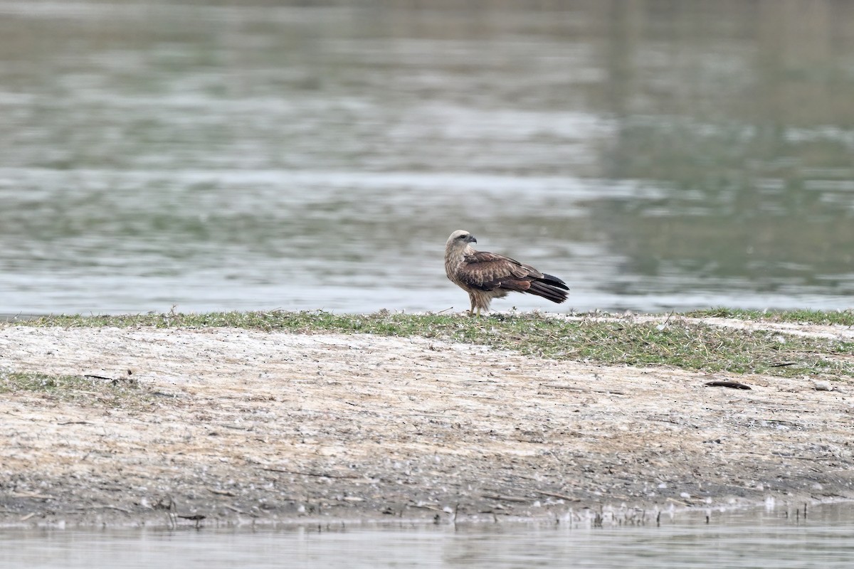 Brahminy Kite - ML647555542