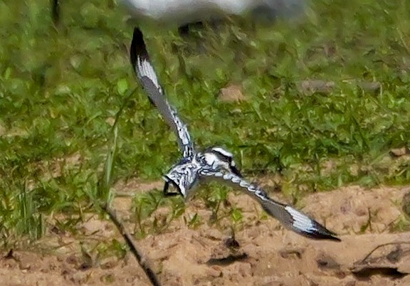 Pied Kingfisher - ML647555543