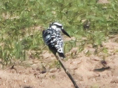 Pied Kingfisher - ML647555544