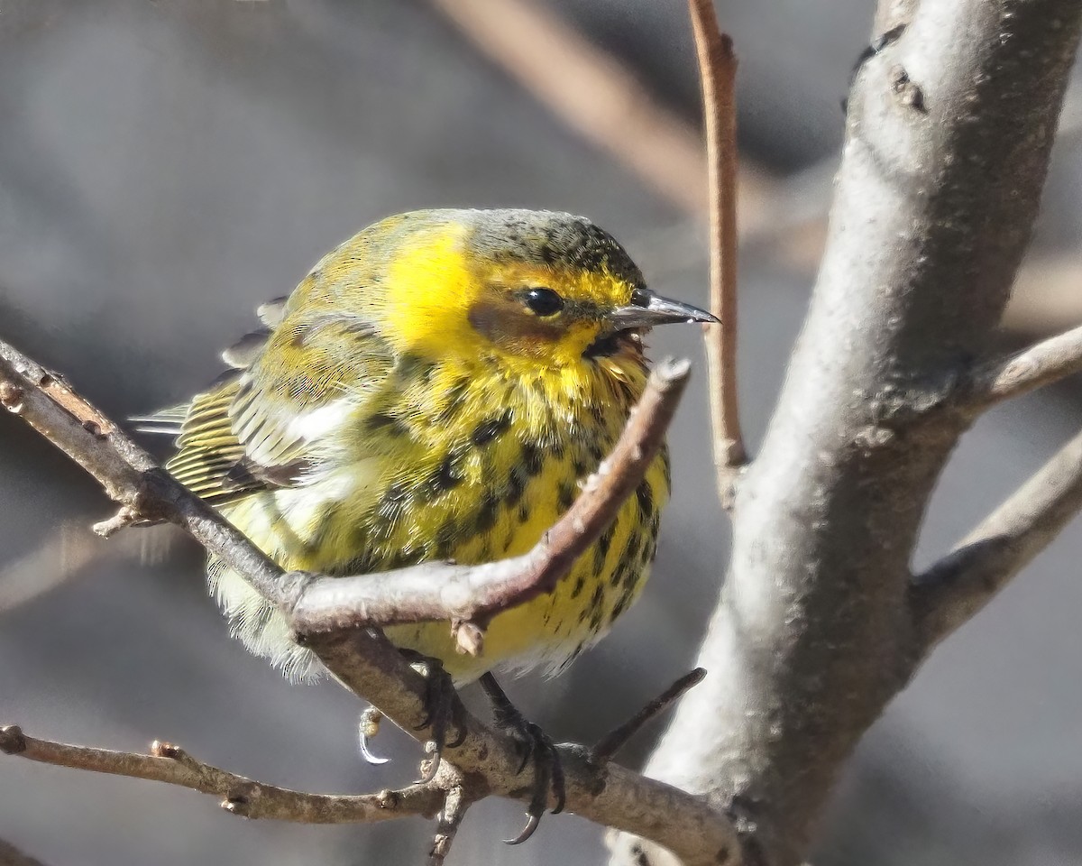 ホオアカアメリカムシクイ - ML647555545