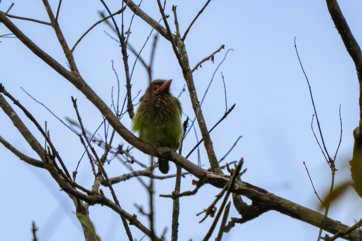 Brown-headed Barbet - ML647555546