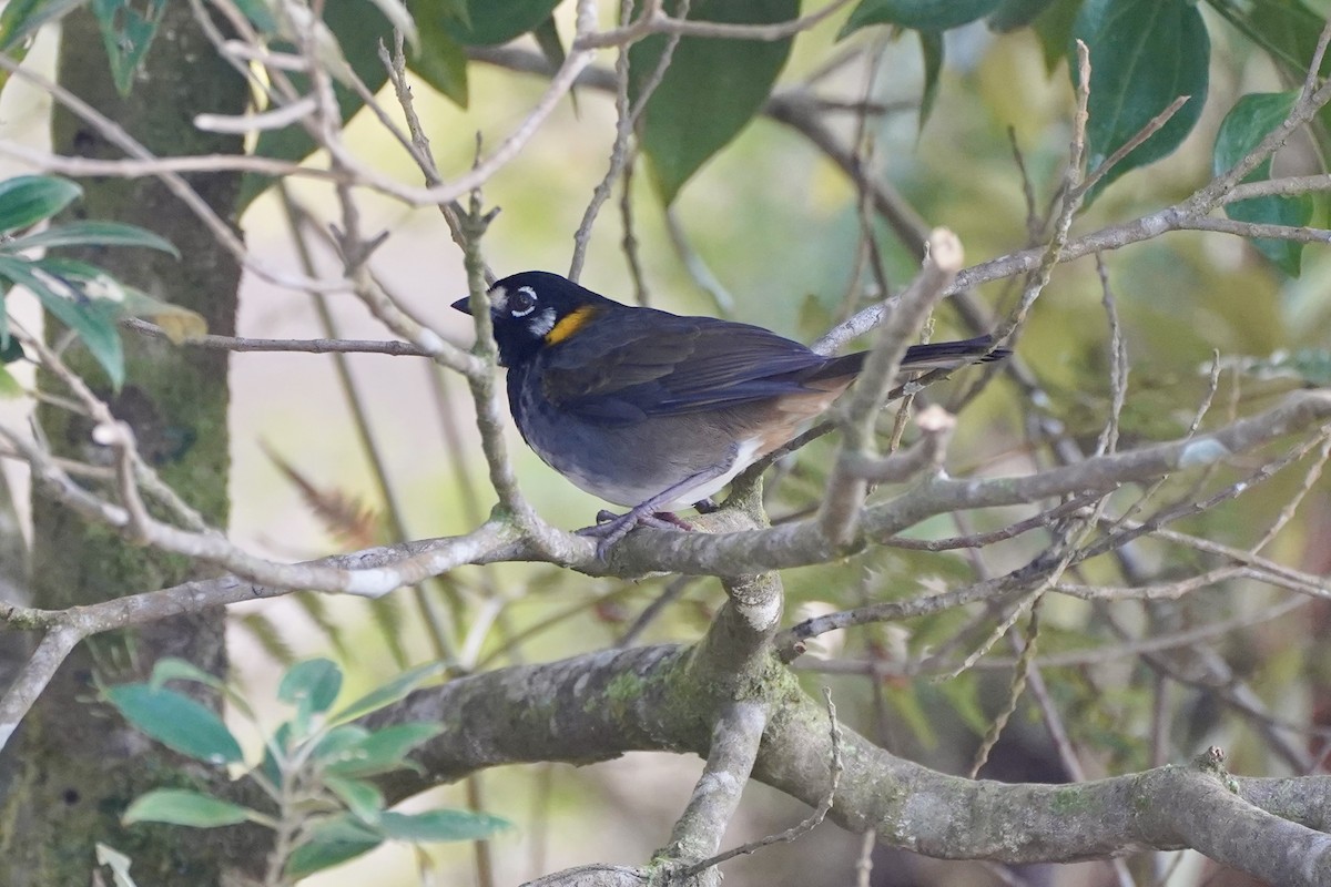 White-eared Ground-Sparrow - ML647555548