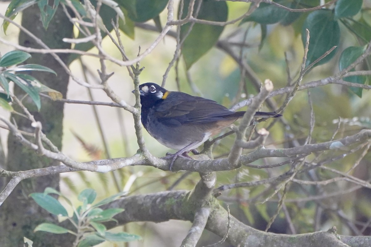 White-eared Ground-Sparrow - ML647555549