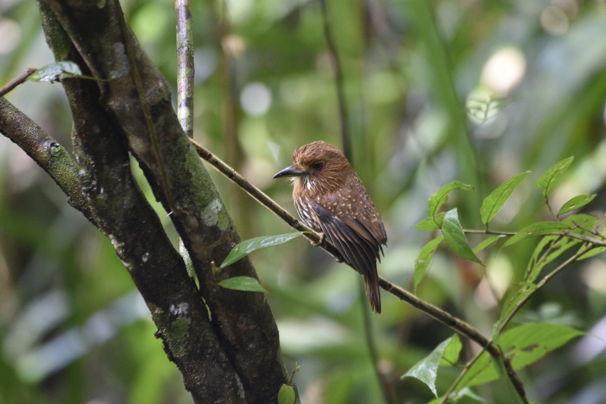 White-whiskered Puffbird - ML647555550