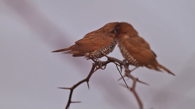 Scaly-breasted Munia - ML647555551