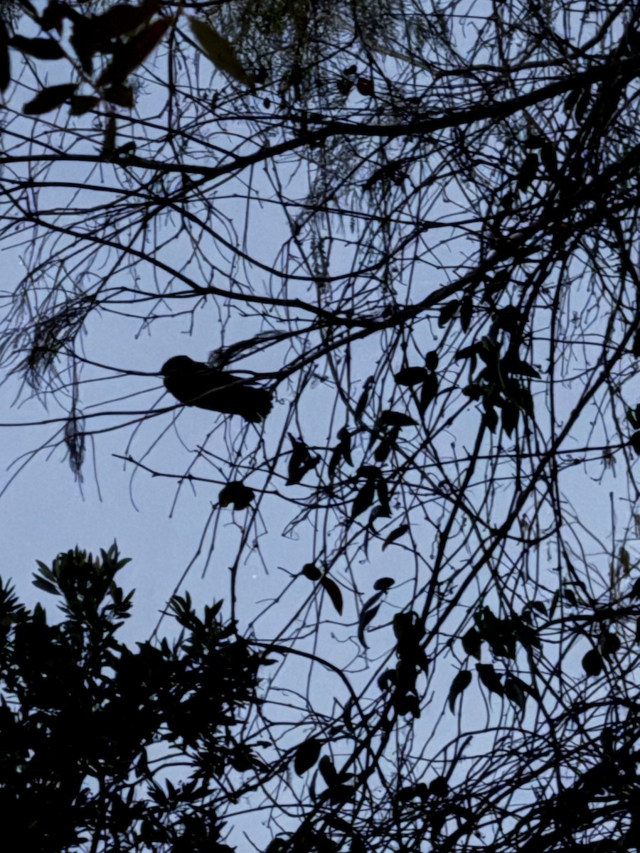 Chuck-will's-widow - ML647555552