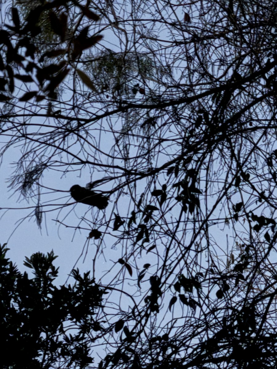 Chuck-will's-widow - ML647555553