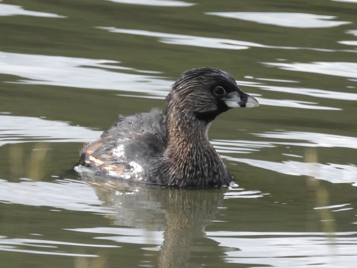 Pied-billed Grebe - ML647555554