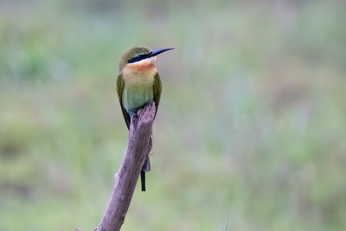 Blue-tailed Bee-eater - ML647555559