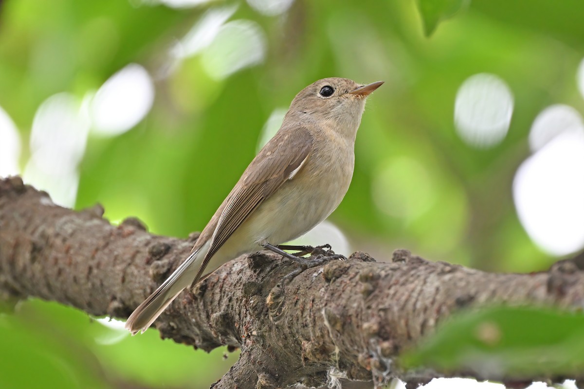 Red-breasted Flycatcher - ML647555560