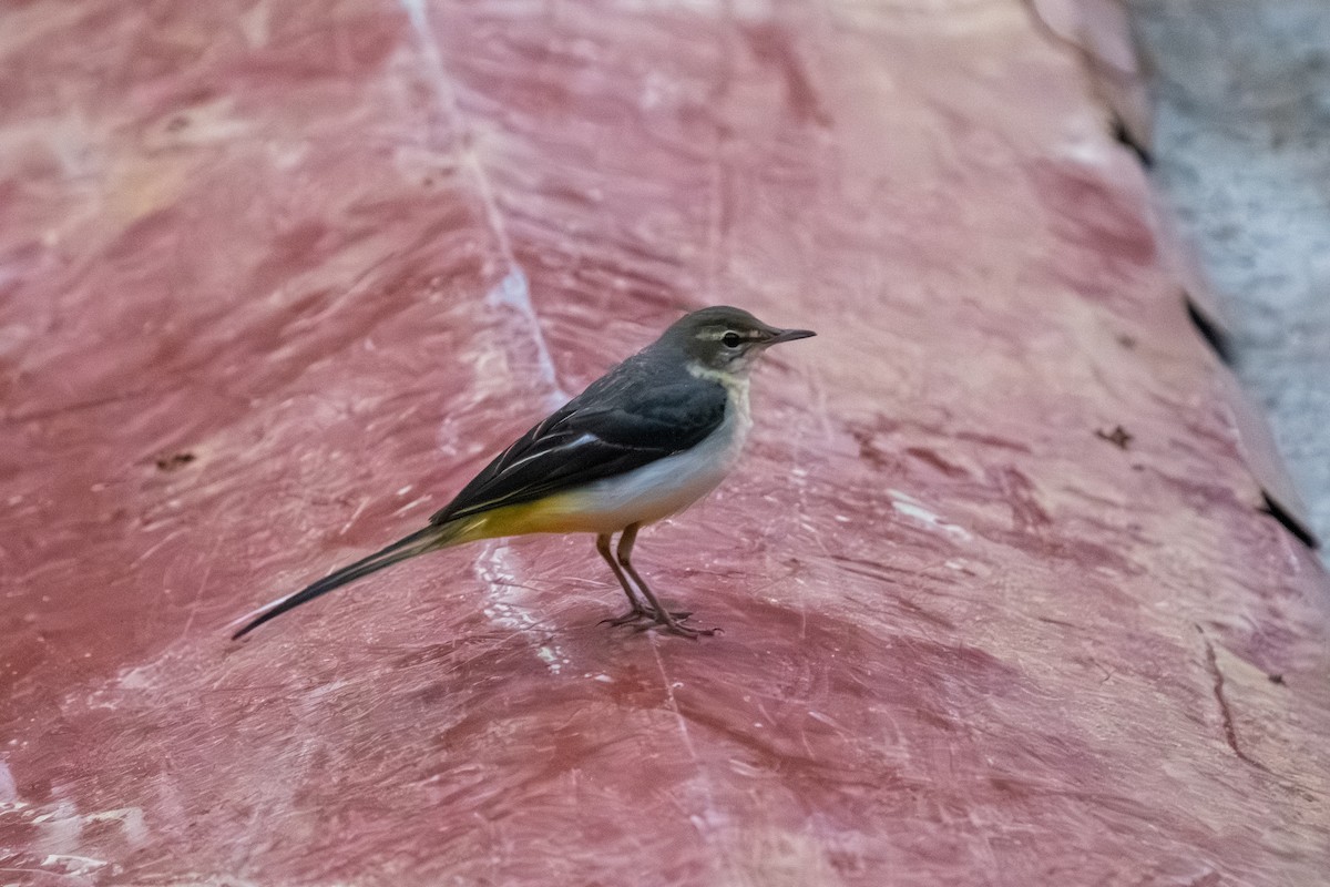 Gray Wagtail - ML647555563