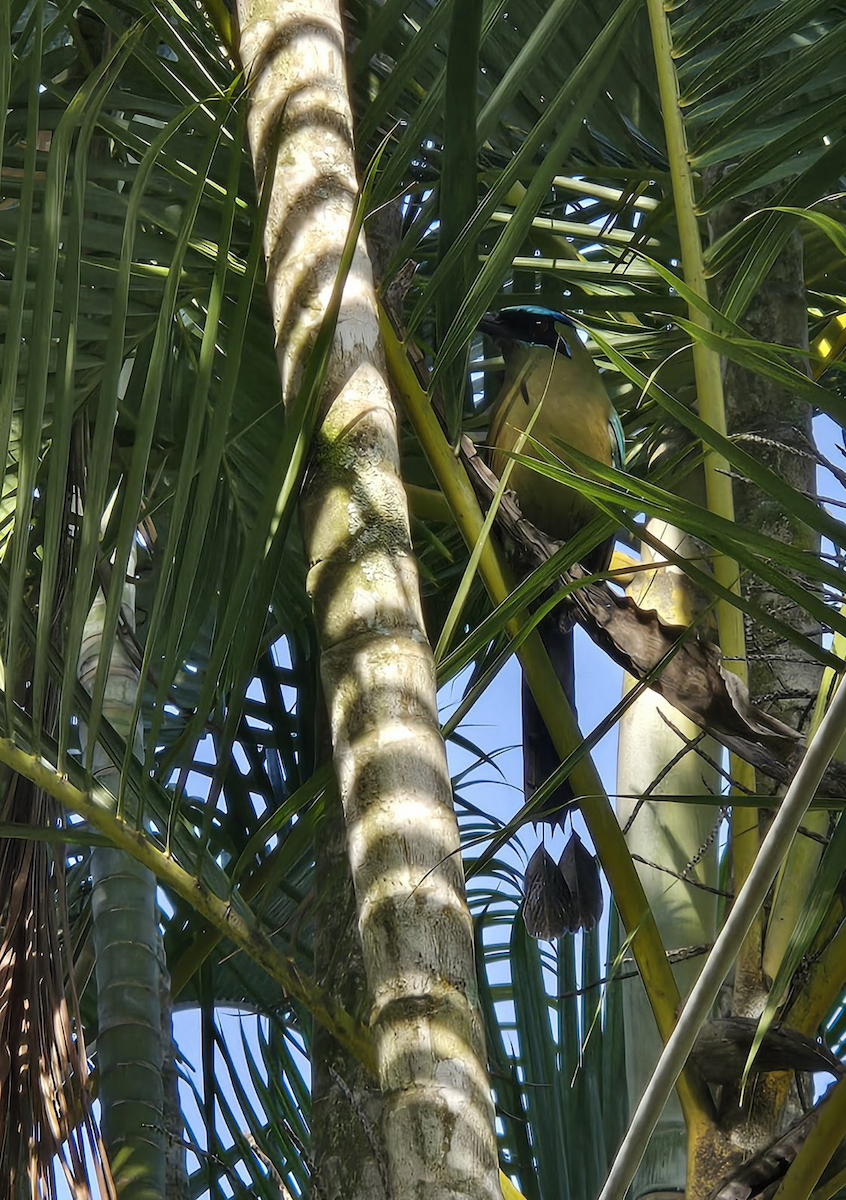 Lesson Motmotu - ML647555564