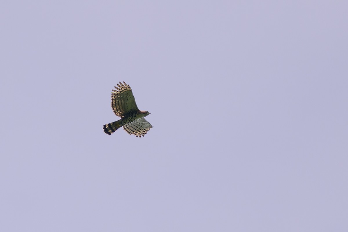 アカエリクマタカ - ML647555573