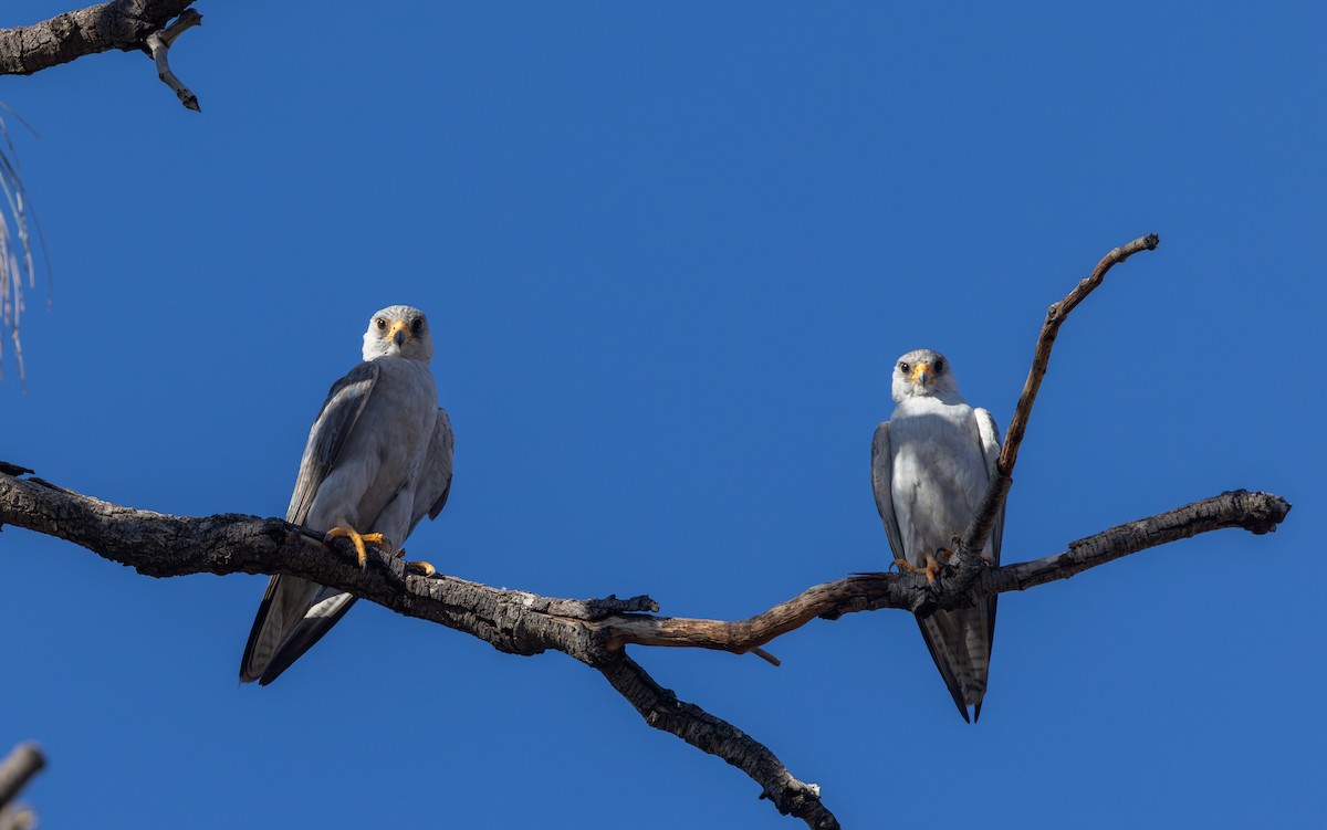 Silberfalke - ML647555575