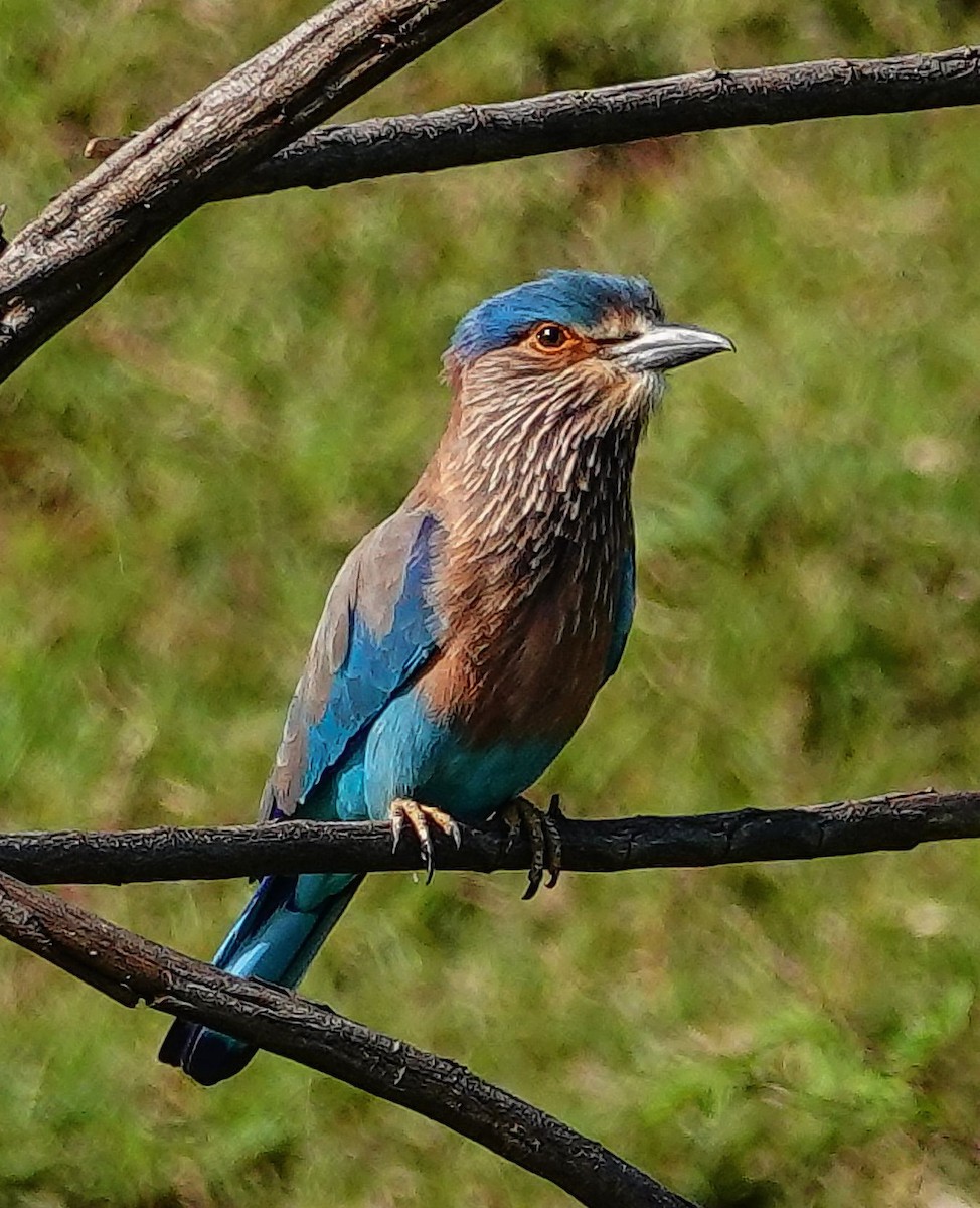 Сиворакша бенгальська - ML647555604