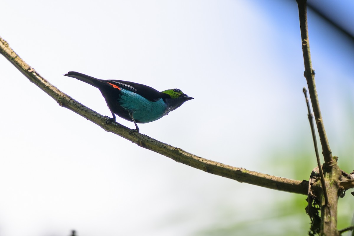 Танагра зеленоголова - ML647555608