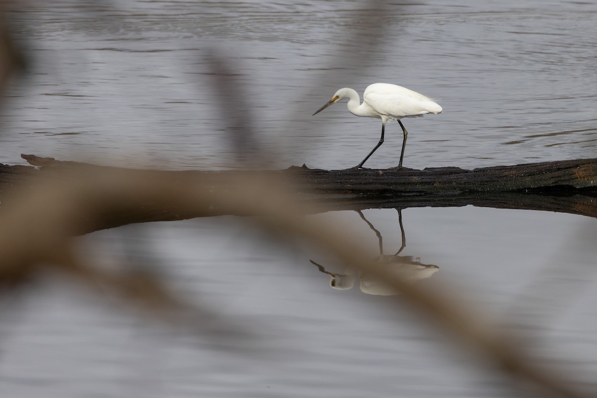 Чепура мала - ML647555609