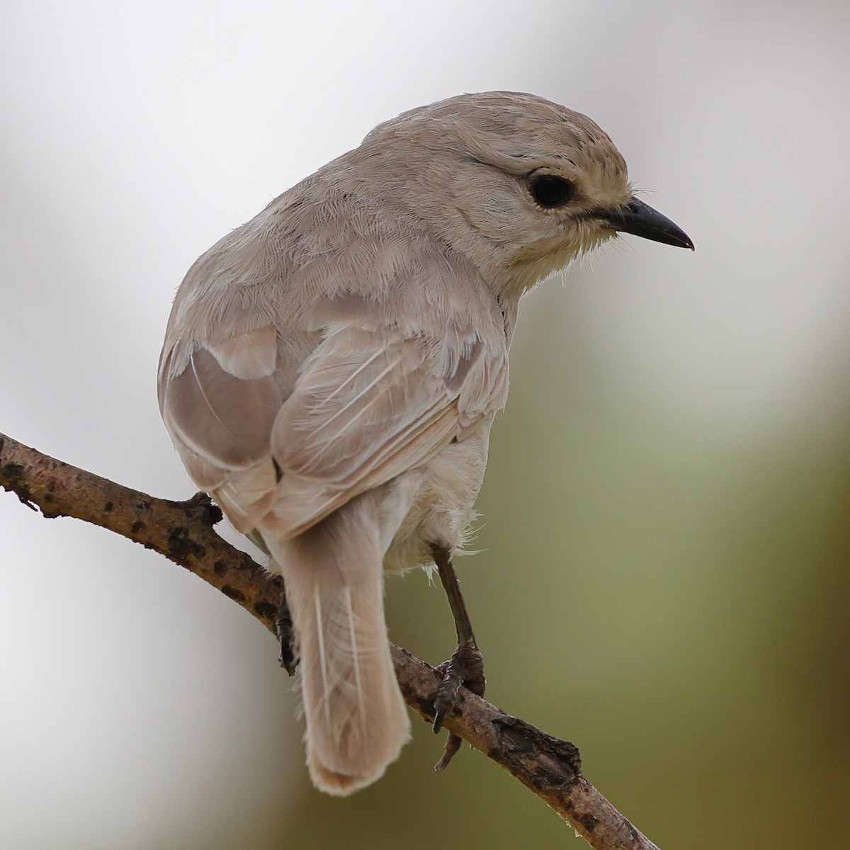 Мухарка попеляста - ML647555610