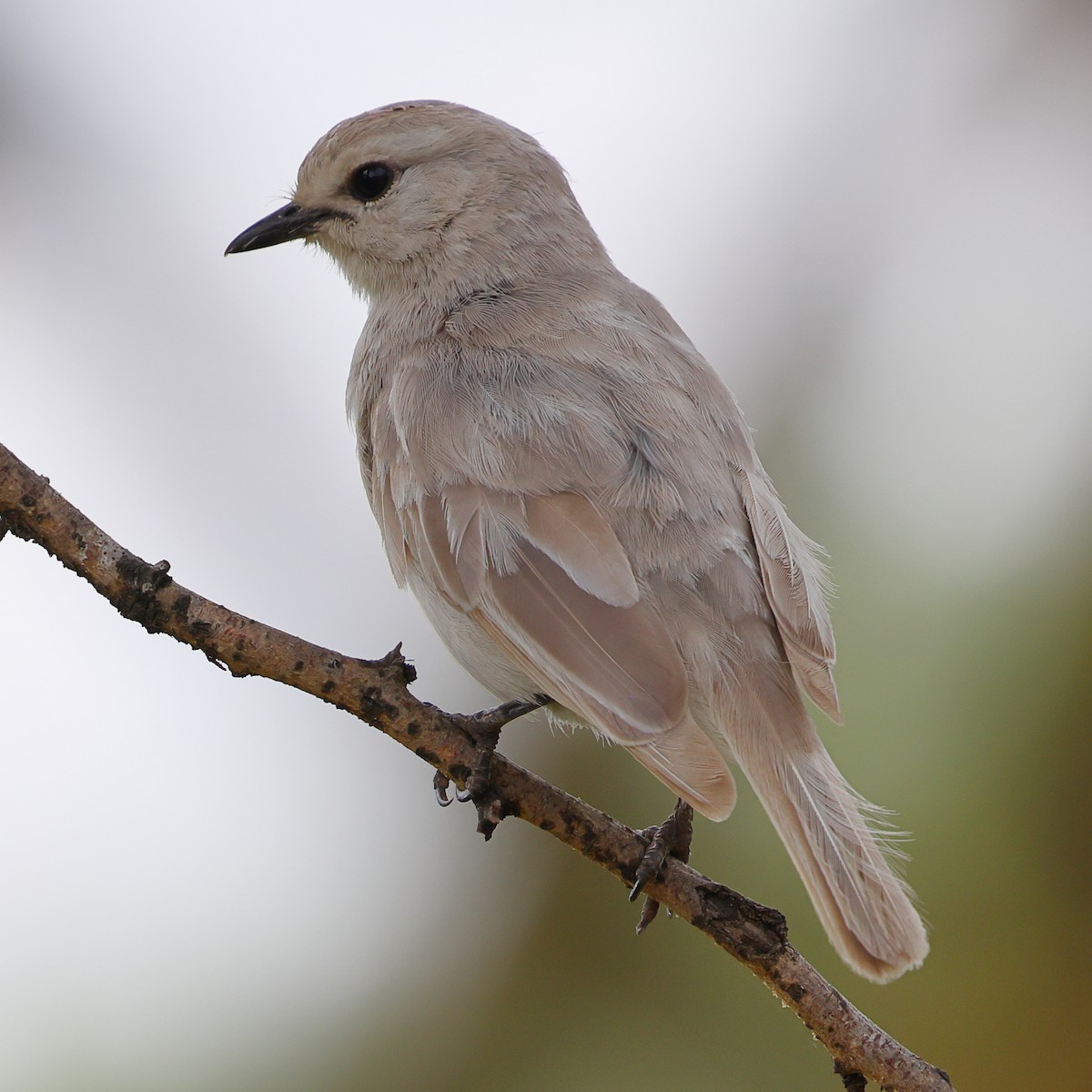 Мухарка попеляста - ML647555611