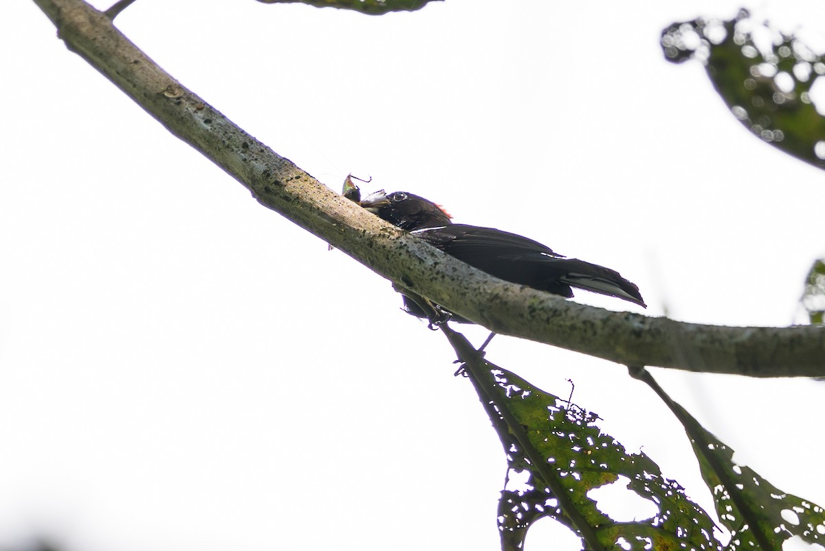 Танагра-жалібниця вогнисточуба - ML647555613