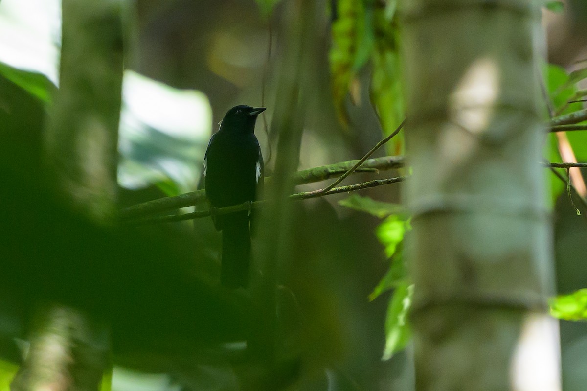 Танагра-жалібниця золоточуба - ML647555615