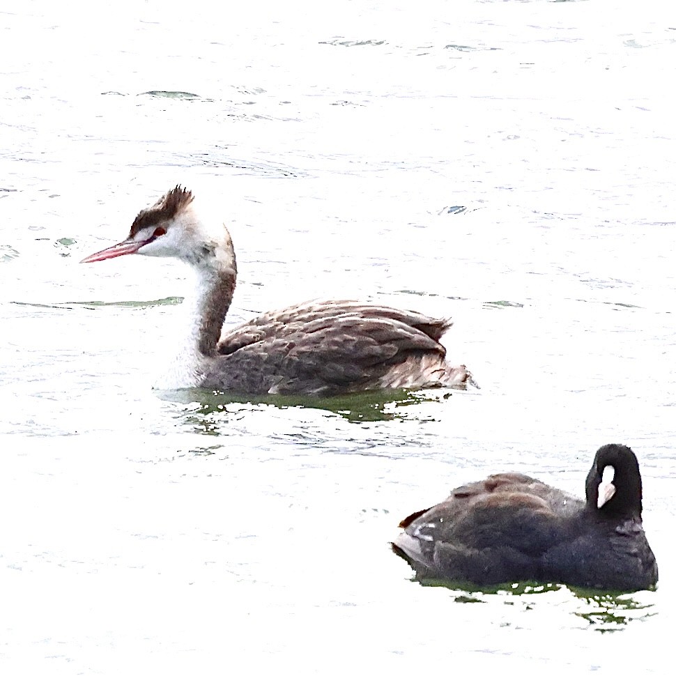 Пірникоза велика - ML647555616