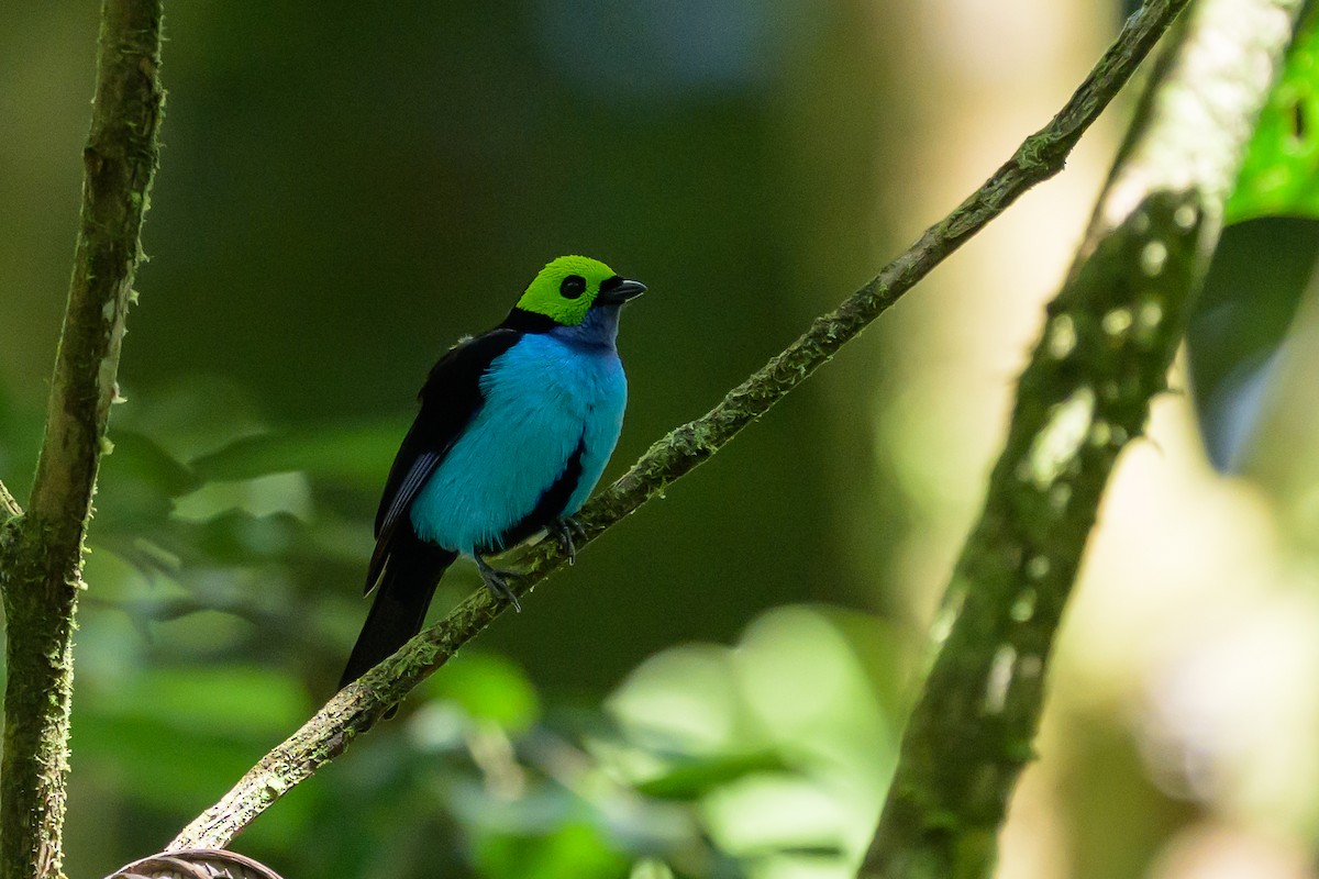 Танагра зеленоголова - ML647555618