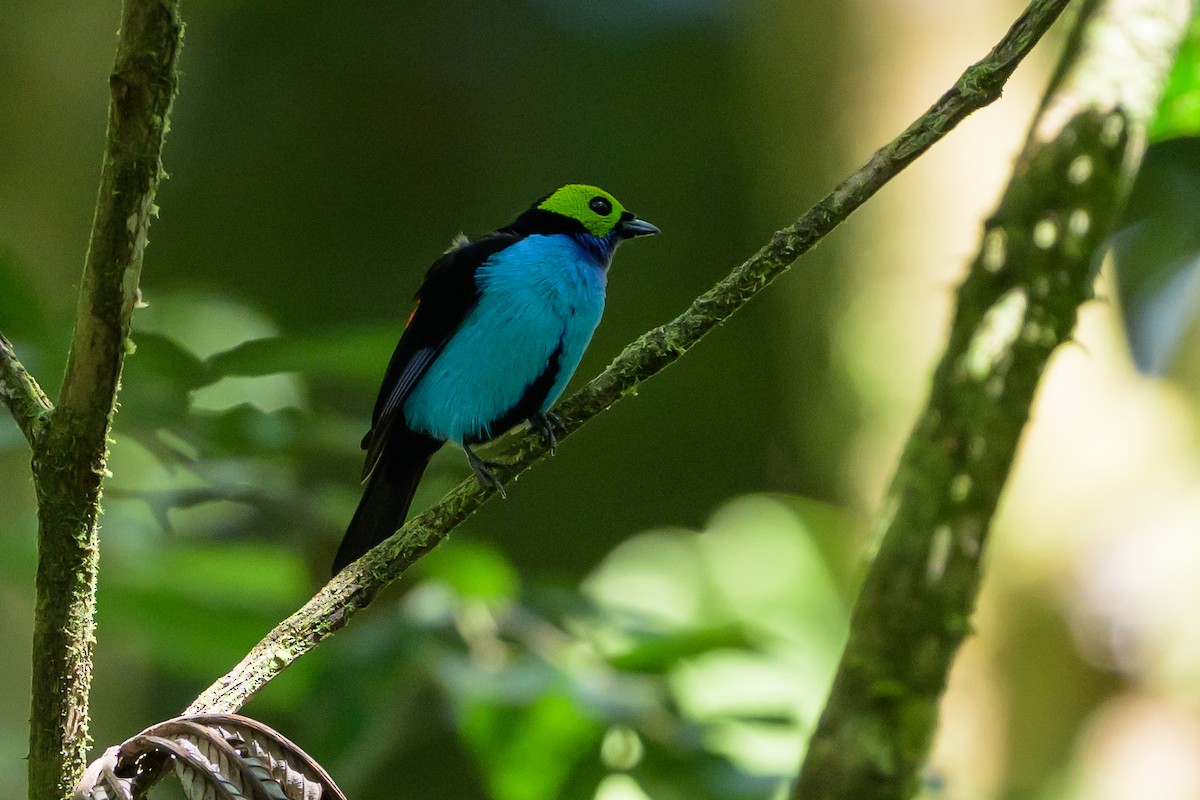 Танагра зеленоголова - ML647555621