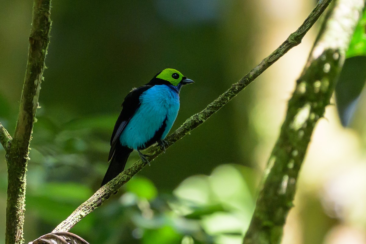 Танагра зеленоголова - ML647555622