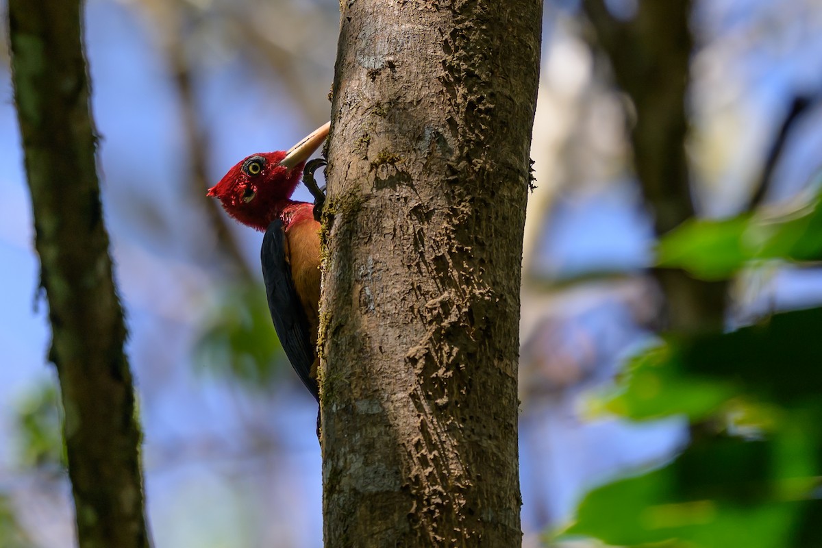 Дятел-кардинал червоношиїй - ML647555623