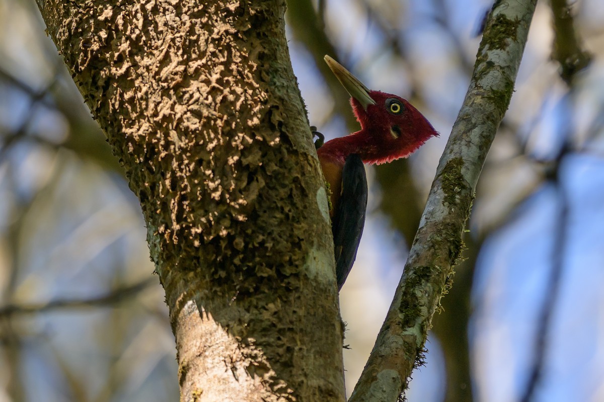 Дятел-кардинал червоношиїй - ML647555624