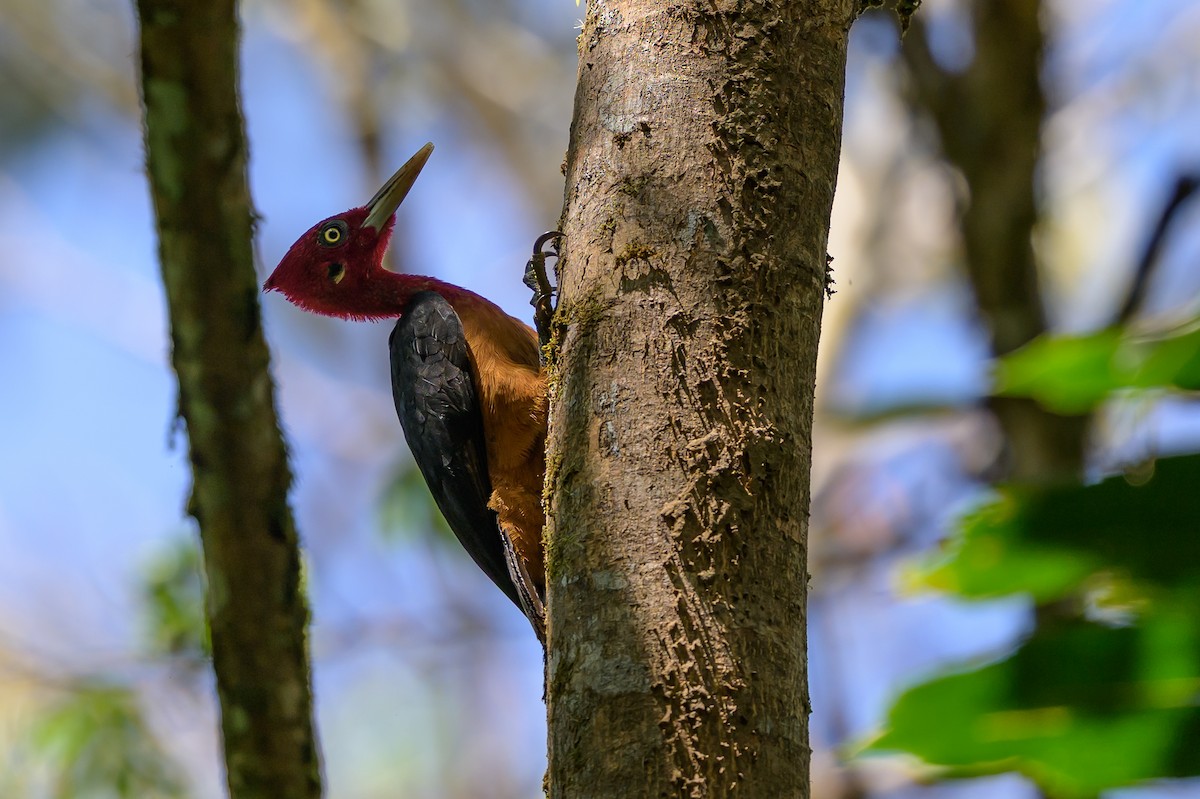 Дятел-кардинал червоношиїй - ML647555625