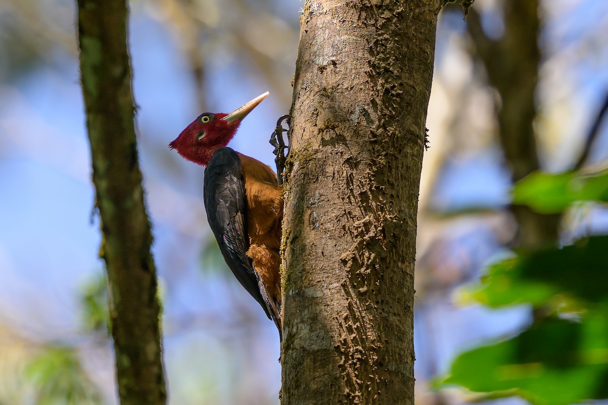 Дятел-кардинал червоношиїй - ML647555626
