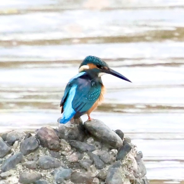 Рибалочка блакитний - ML647555628