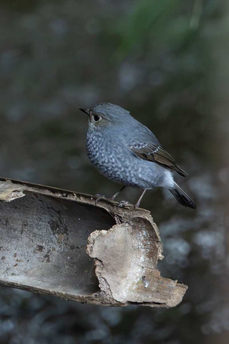 Горихвістка сиза - ML647555632