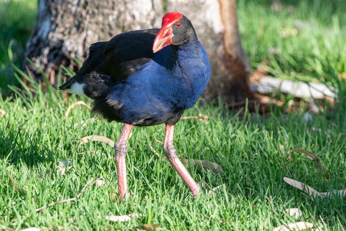 Султанка австралійська - ML647555635