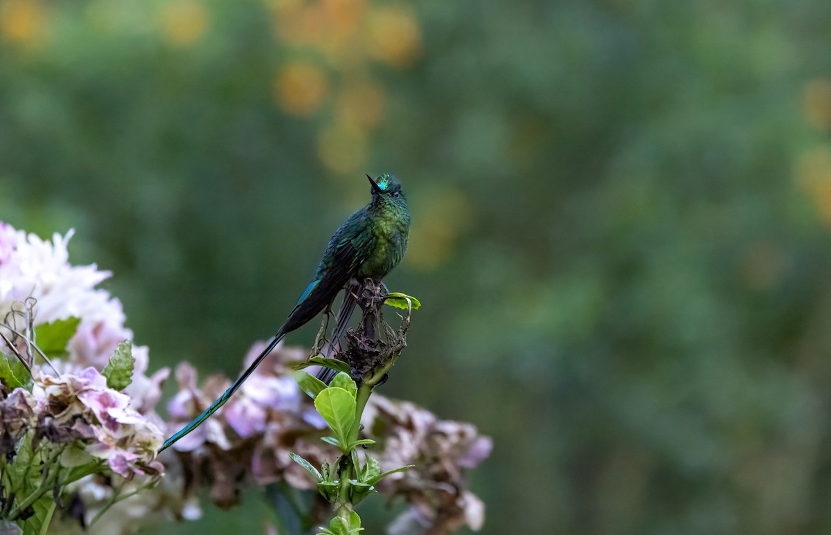 Колібрі-сильф королівський - ML647555640