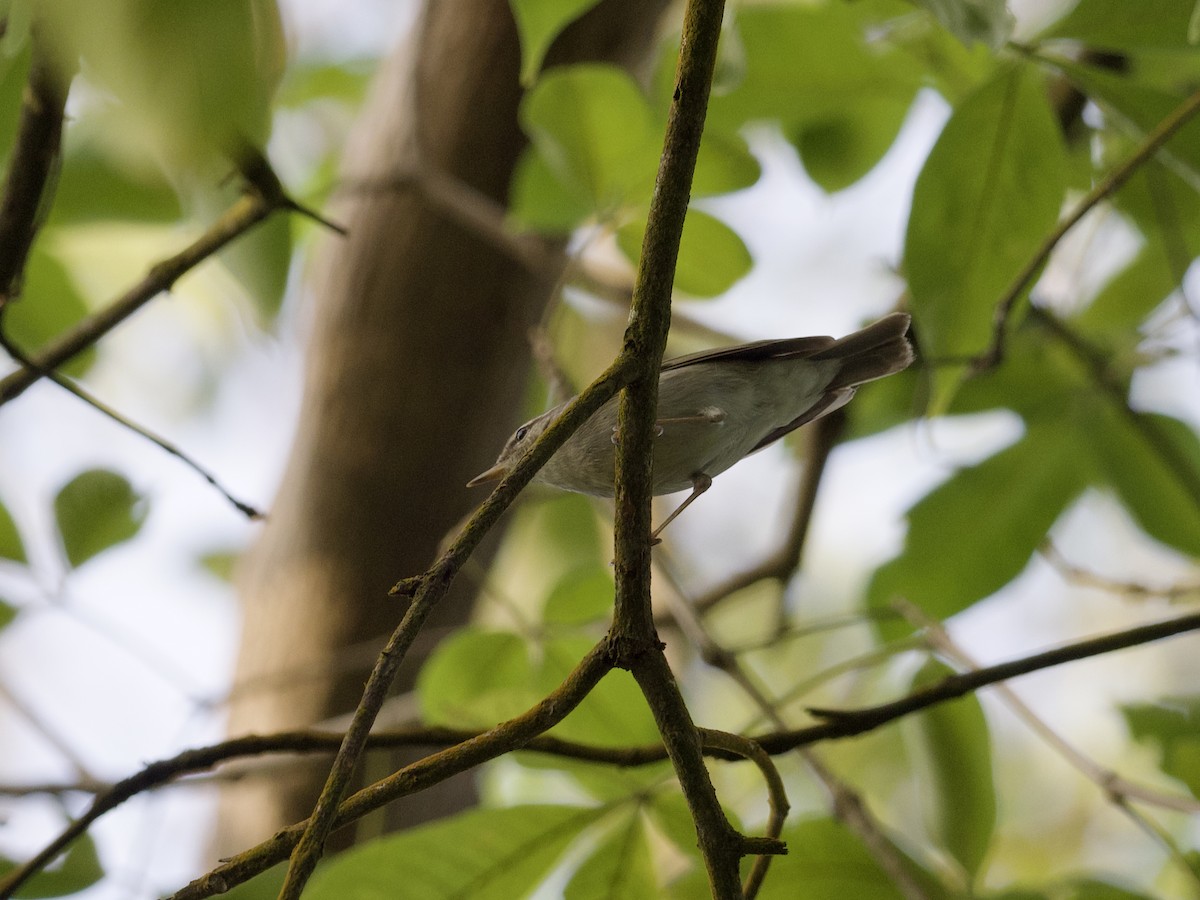 Pouillot boréal - ML647555642