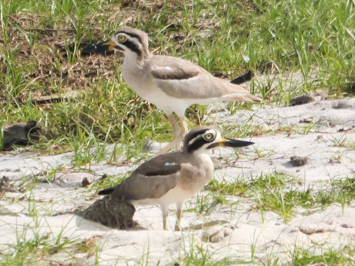 כרוון ענק - ML647555653