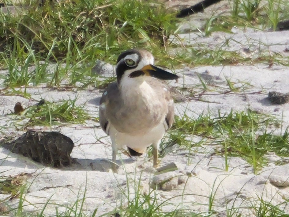 כרוון ענק - ML647555654
