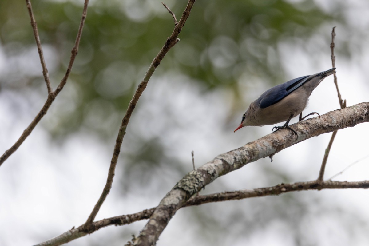 Velvet-fronted Nuthatch - ML647555664