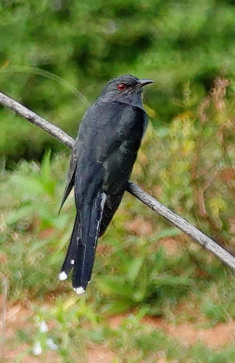 Воробьиная кукушка - ML647555682